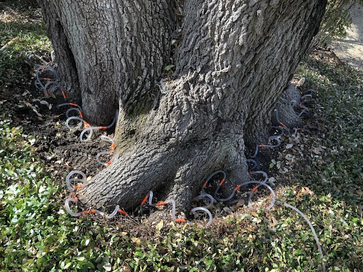 Detailed Tree Cabling and Bracing job site in Wakefield