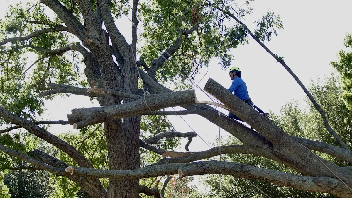 Professional Crown Thinning performed by certified arborists in Wakefield
